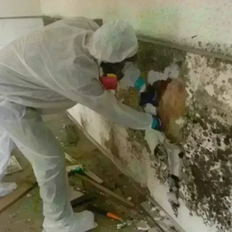 Mold Remediation and Removal in Greenup, IL